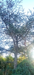 Cedrus