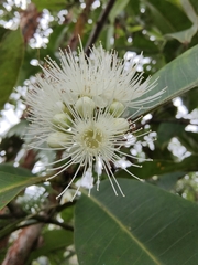 Syzygium
