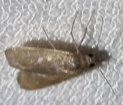 Achyra affinitalis