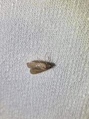 Achyra affinitalis
