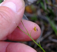 Drosera prophylla
