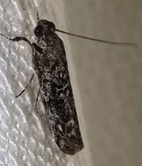 Cryptoblabes hemigypsa