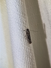 Cryptoblabes hemigypsa