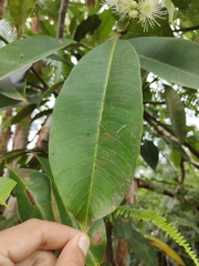 Syzygium