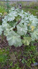 Malva arborea