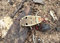 Probergrothius