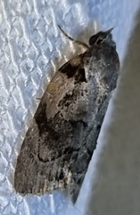 Etanna clopaea