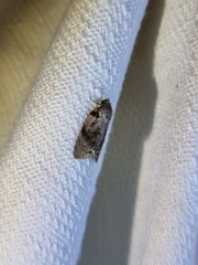 Etanna clopaea
