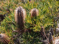 Banksia spinulosa