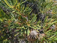 Banksia spinulosa