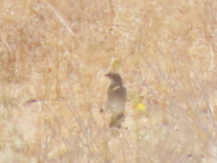 Crithagra albogularis