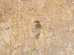 Crithagra albogularis