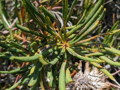 Banksia spinulosa