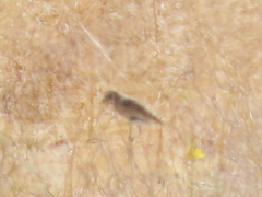 Crithagra albogularis