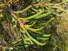 Banksia spinulosa