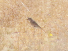 Crithagra albogularis