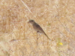 Crithagra albogularis