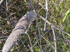Banksia spinulosa