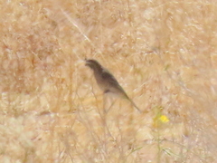 Crithagra albogularis