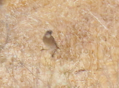 Crithagra albogularis