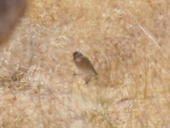 Crithagra albogularis