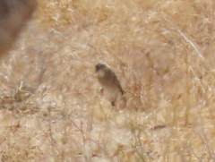 Crithagra albogularis