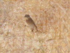 Crithagra albogularis