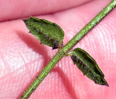 Gonocarpus teucrioides