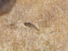 Crithagra albogularis