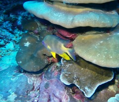 Amblyglyphidodon aureus