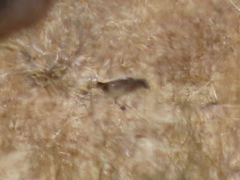 Crithagra albogularis