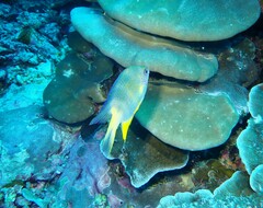 Amblyglyphidodon aureus