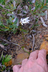 Drosera prophylla