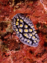 Phyllidia