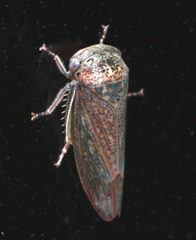 Hamana