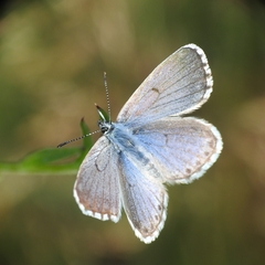 Pseudophilotes baton