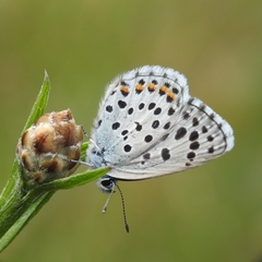 Pseudophilotes baton