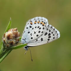 Pseudophilotes baton