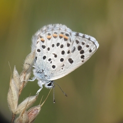 Pseudophilotes baton
