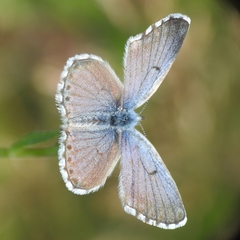 Pseudophilotes baton