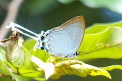 Cheritra freja evansi