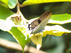 Cheritra freja evansi