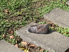 Streptopelia orientalis orii