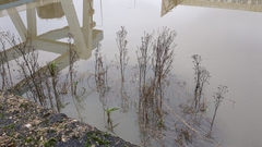 Tripolium pannonicum