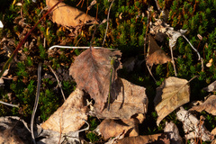Lestes virens vestalis