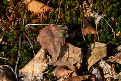 Lestes virens vestalis