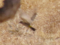 Crithagra albogularis