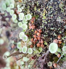 Cladonia chlorophaea