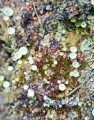 Cladonia chlorophaea