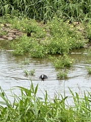 Fulica alai